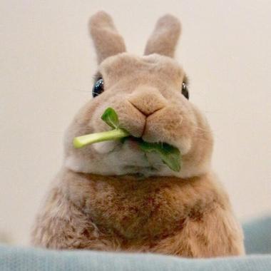 兔兔头像高质量图片
