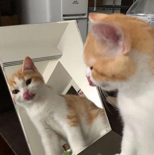 猫咪照镜子微信头像