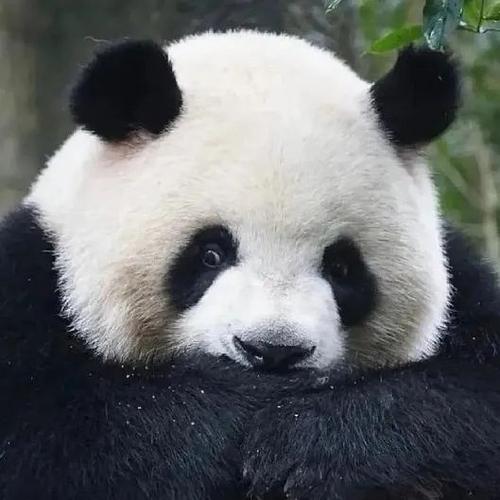大熊猫头像大全
