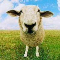 羊的微信头像图片背景白色