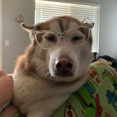 微信头像设置一只狗戴眼镜