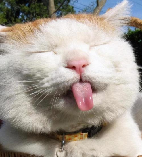 猫咪吐舌头像狗一样哈气