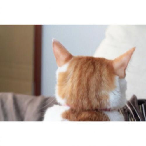 微信头像是一只猫的背影是什么意思