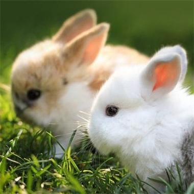 微信头像风景兔兔