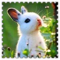 小兔子照片可爱头像图片