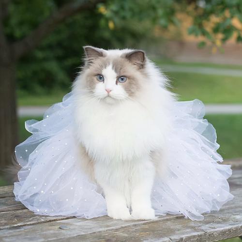 公主猫布偶头像