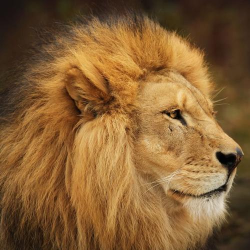 狮子微信头像唯美