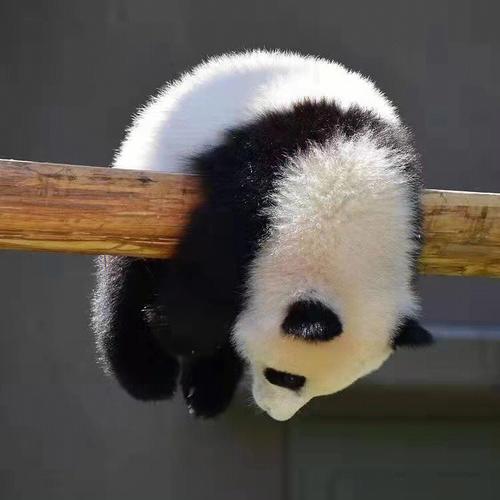 照片熊猫头像