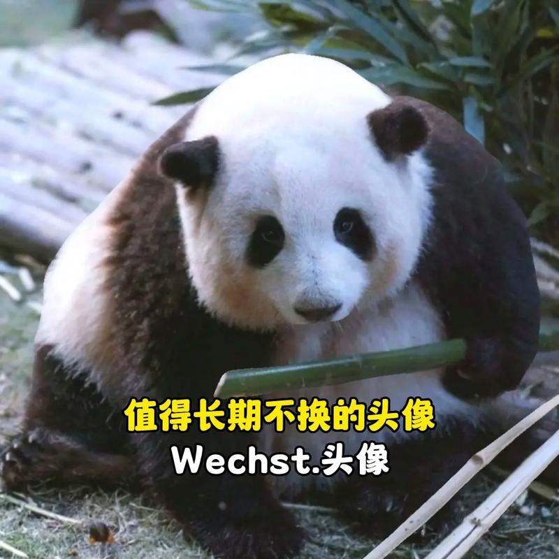 大熊猫花花小时候头像