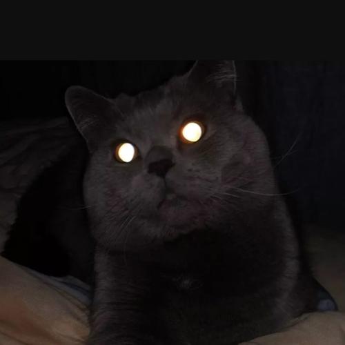 黑色猫咪照片可爱头像