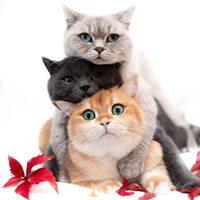三只猫咪头像三人专用