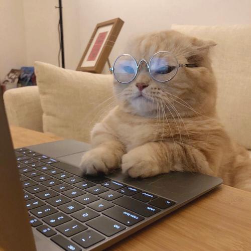 可爱戴眼镜的猫咪头像