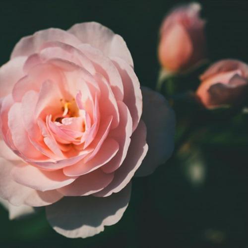 微信头像粉色玫瑰花的寓意