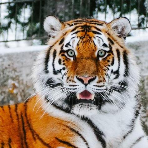 关于老虎的帅气头像