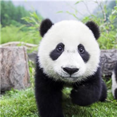 龙年熊猫头像搞怪可爱