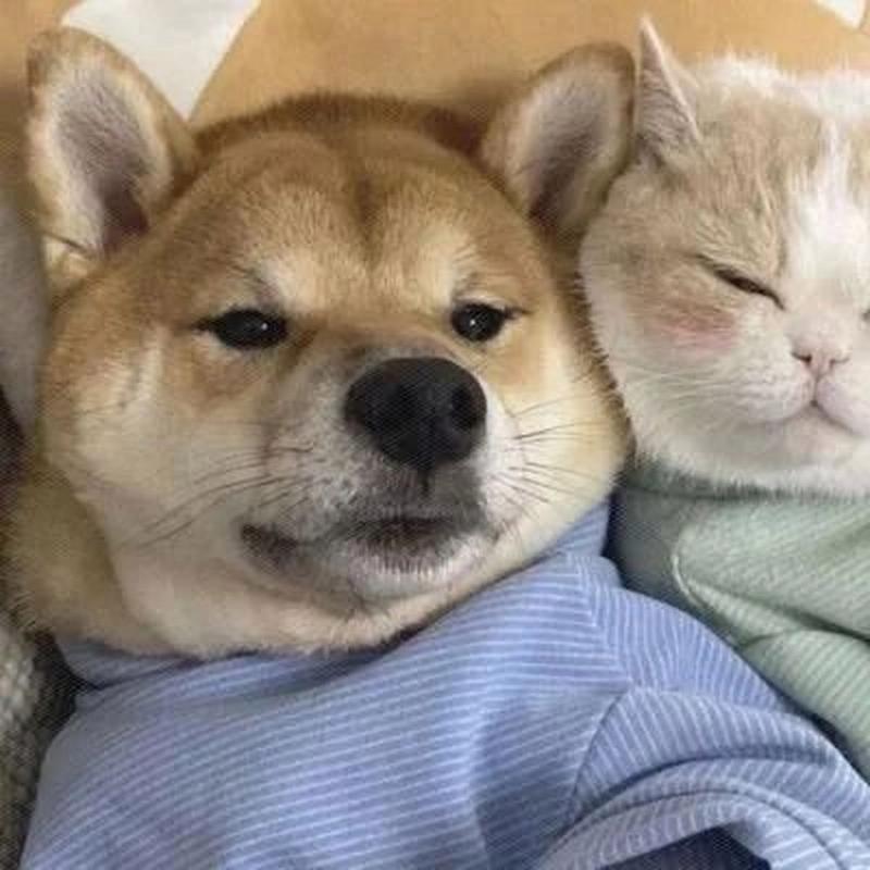 猫咪和狗头像图片
