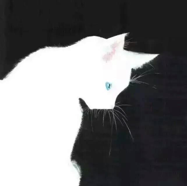 黑白猫情侣头像爬墙