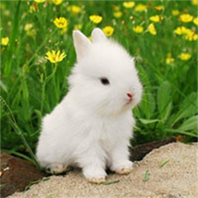 小兔子头像图片打印