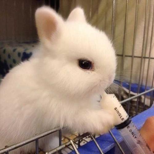 兔子可爱头像图片微信