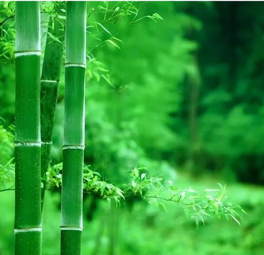 竹子森林图片头像微信