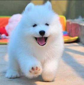 白色萨摩耶犬图片可爱头像