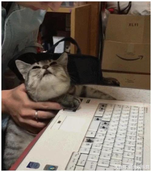猫猫敲键盘头像