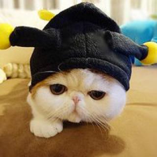小猫咪头像戴着帽子