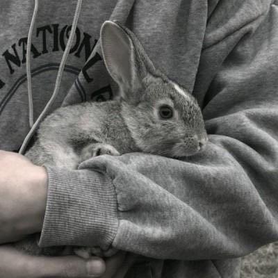 手里抱着小兔子的男生头像