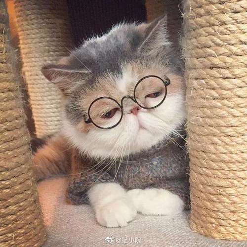 猫咪头像复古眼镜