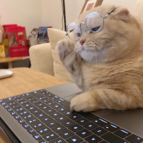 猫猫看电脑头像 情头