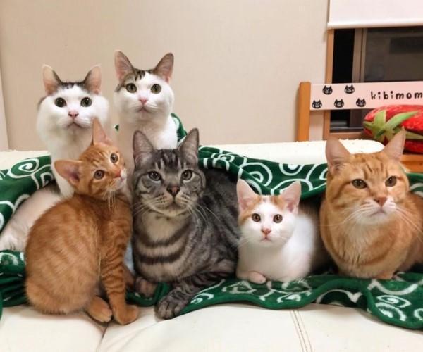 6只猫咪同框的头像