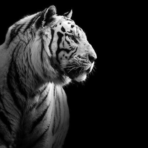 虎年头像霸气黑白