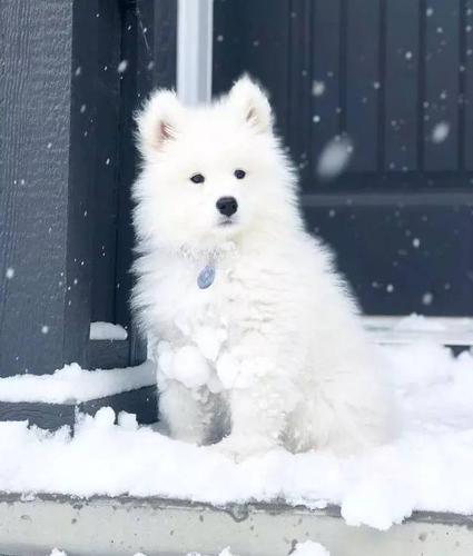 狗狗下雪头像