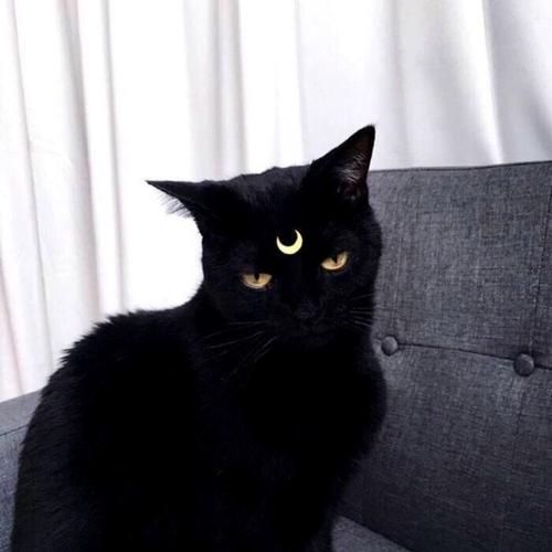 超酷的黑猫头像