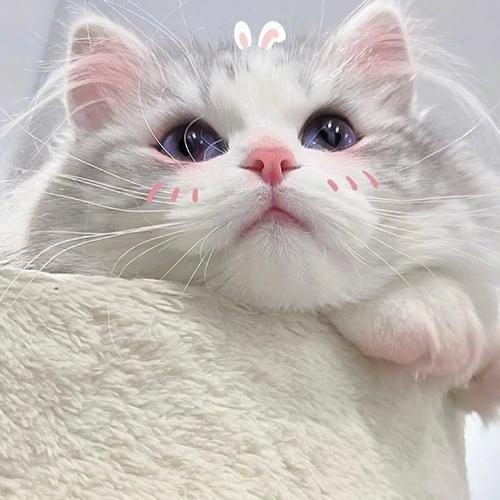 超级可爱猫咪头像图片