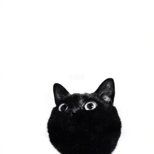 猫咪黑白的头像啥意思