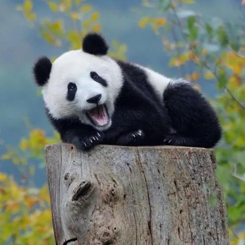 照片熊猫头像