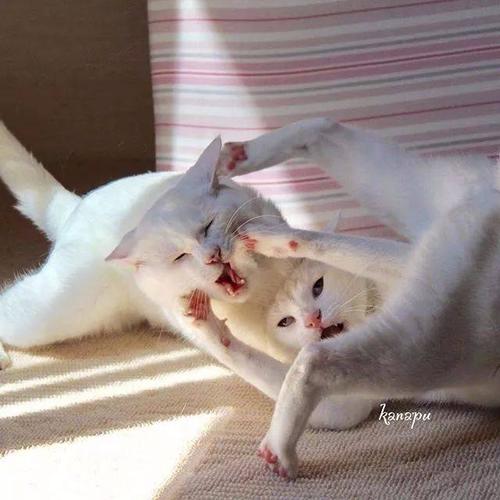 两只猫打架搞怪头像