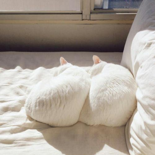 猫咪趴床上头像