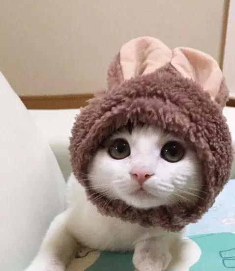 戴头套的猫猫头像