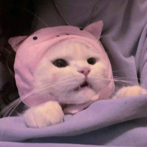 粉色猫猫头套头像图片