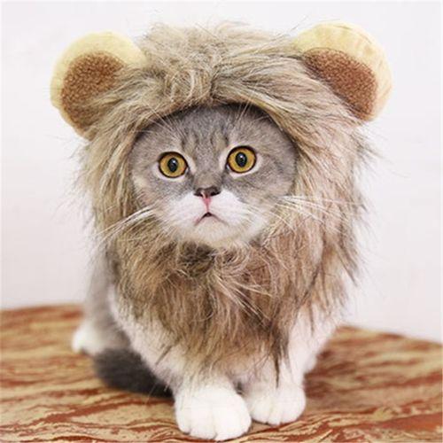 一个猫像狮子的头像