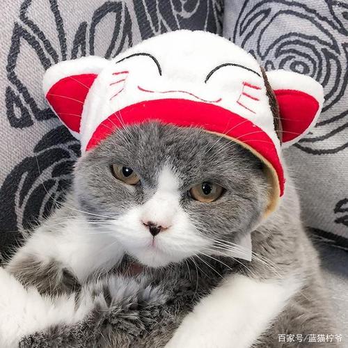 头像猫猫戴帽子可爱
