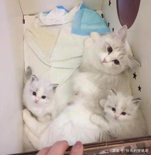三个猫咪头像