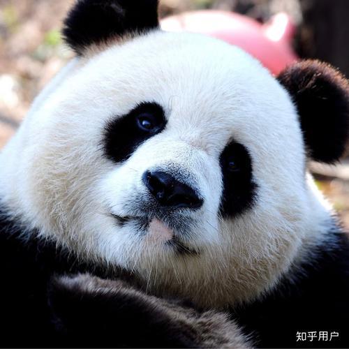 大熊猫凶残的一面 头像