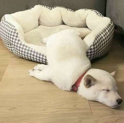 一个狗躺床上睡觉的头像