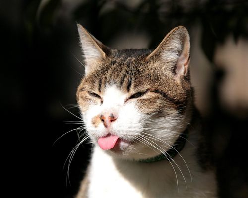 吐舌头拿勺子的猫头像