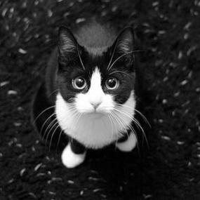 霸气猫咪头像黑白