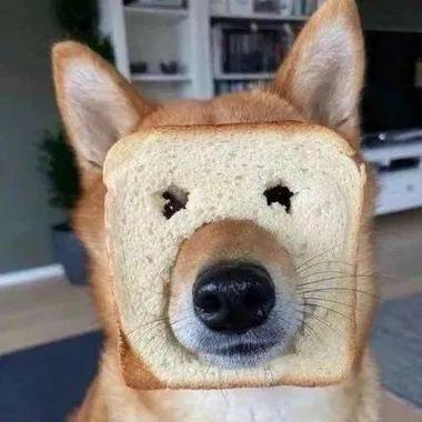 狗狗的搞笑的微信头像图片
