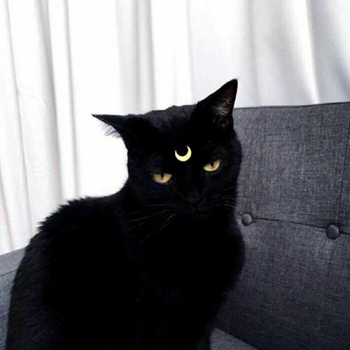 欧美黑色猫咪头像ins质感